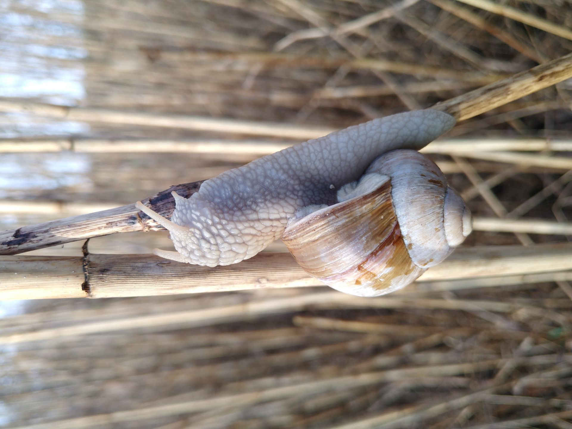 Weinbergschnecke klettert an trockenem Schilf hoch.